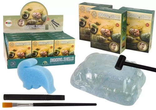 Zestaw wykopaliska - skorupy, muszle