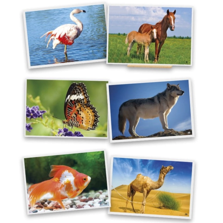 animal-photographs (1).jpg