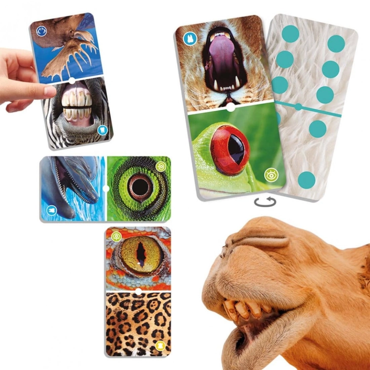 natudomino-the-zoom-of-animals-.jpg