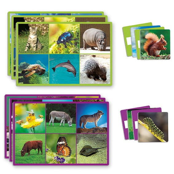 lotto-72-animals (1).jpg