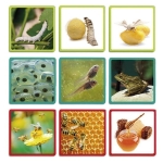 nature-maxi-sequences (1).jpg