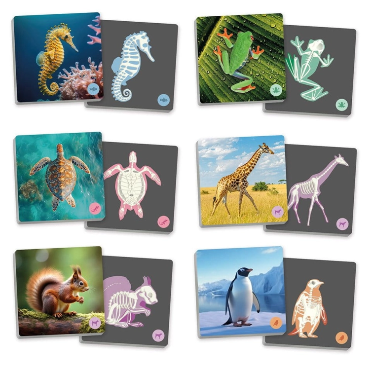 maxi-memory-vertebrate-animals-and-their-skeletons.jpg